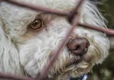 Polizia Locale trova cane abbandonato e dopo poche ore il cucciolo trova un padrone. Appello ai sestesi: “Non abbandonate gli animali”