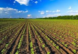 Agricoltura, cresce l’esportazione lombarda