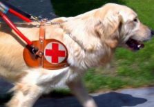Regione Lombardia, a Fiera Milano City l’esperienza dei cani guida Lions Limbiate