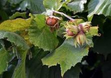 Investimento di Regione  Lombardia per le 294 aziende  attive nella coltivazione delle nocciole