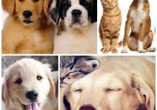 Appello di Enpa e Miav per ridurre l’Iva per cure veterinarie e pet food di cani e gatti