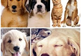 Appello di Enpa e Miav per ridurre l’Iva per cure veterinarie e pet food di cani e gatti