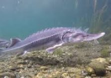 Grazie a Regione Lombardia sfida vinta con il ritorno degli storioni nel Mare Adriatico