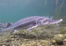 Grazie a Regione Lombardia sfida vinta con il ritorno degli storioni nel Mare Adriatico