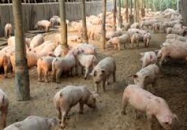Peste suina, Coldiretti fa il punto sulla biosicurezza negli allevamenti 