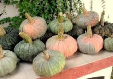 Zucche lombarde per la festa di ‘Halloween’