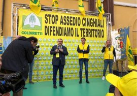 Abbattuti in Lombardia nel 2019 4.252 cinghiali, hanno procurato danni per 1,2 milioni di euro tra incidenti e agricoltura