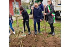 Giornata dell’albero, 90 mila piante distribuite ai comuni lombardi dalla Regione
