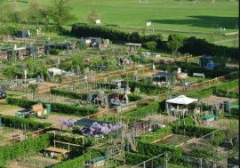Stanziati dalla Regione 150 mila euro per orti urbani e diffondere la cultura agricola
