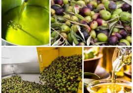L’olio italiano conquista il mondo, l’export supera il miliardo