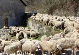 La transumanza è patrimonio culturale dell’Unesco