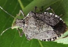 Per combattere la cimice asiatica lanci di vespa samurai in Lombardia