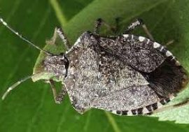 Cimice asiatica, Regione Lombardia chiede che non sia trattata come emergenza di serie B