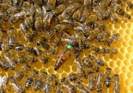 Giornata mondiale delle api, da Regione Lombardia appello per promuovere l’apicoltura nelle aree protette
