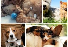 Benessere e tutela degli animali, il Comune di Milano approva nuovo regolamento