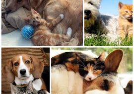 Benessere e tutela degli animali, il Comune di Milano approva nuovo regolamento