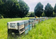 Grido di allarme degli apicoltori lombardi per il calo della produzione del miele
