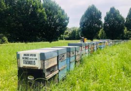 Grido di allarme degli apicoltori lombardi per il calo della produzione del miele