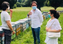 Sesto San Giovanni abbraccia le api con il progetto “Apicoltura nei parchi cittadini”
