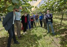 Ex imprenditori, baristi e operai edili assunti da aziende agricole del Mantovano per raccolta meloni