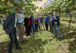Ex imprenditori, baristi e operai edili assunti da aziende agricole del Mantovano per raccolta meloni