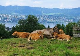 Green Economy, Lombardia, Lazio e Campania sul podio, seguono Piemonte ed Emilia Romagna