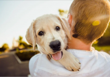 In viaggio con il cane due italiani su cinque: i consigli per una vacanza sicura