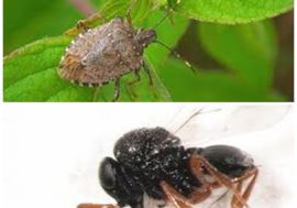 Per combattere la cimice asiatica in Lombardia arriva la vespa samurai