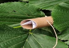 Regione Lombardia, primo lancio di vespa samurai nel Mantovano per la lotta alla cimice asiatica