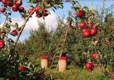 Regione Lombardia, agricoltura periurbana fondamentale per tutela ambiente