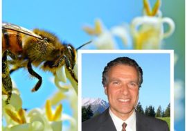 È il linguaggio profumato dei fiori ad attrarre gli insetti