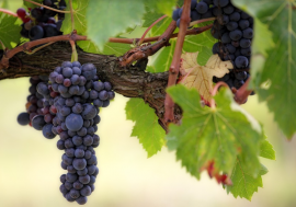 In Franciacorta è cominciata la vendemmia, per la manodopera la Regione chiede di reclutare anche chi ha reddito cittadinanza
