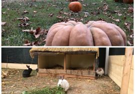 Pavia annuncia l’autunno con “Pumpkin Patch-Il Villaggio delle Zucche” a San Martino Siccomario