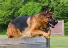 Milano, cominciano i corsi per il “Patentino Cane Speciale” previsto dal nuovo regolamento