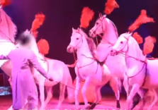 Il critico d’arte Paolo Battaglia La Terra Borgese scende in campo per difendere gli animali dei circhi equestri