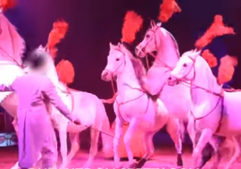 Il critico d’arte Paolo Battaglia La Terra Borgese scende in campo per difendere gli animali dei circhi equestri