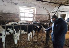 “Le stalle non sono fabbriche”: piace alla Coldiretti di Milano la nuova direttiva sugli allevamenti