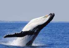 Savona, al via il primo corso italiano promosso da Regione Liguria per “avvistatori di balene”