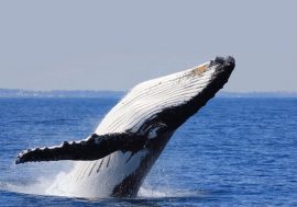 Savona, al via il primo corso italiano promosso da Regione Liguria per “avvistatori di balene”