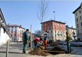 Milano, in piazzale Ferrara piantati nuovi alberi