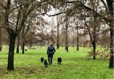 Aumentano i cani addestrati dalla scuola del Nucleo Cinofili della Polizia locale di Milano