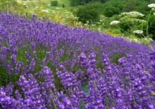 La Lavanda della Riviera dei Fiori® alla conquista di USA, Gran Bretagna ed Emirati Arabi