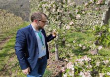 Valtellina flagellata dal gelo, Regione Lombardia chiede deroga alla legge per risarcimenti