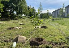 Forestami non si ferma, cinquemila nuovi alberi regalano un’altra boccata d’ossigeno a Milano