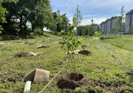 Forestami non si ferma, cinquemila nuovi alberi regalano un’altra boccata d’ossigeno a Milano