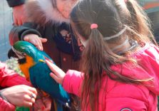 La falconiera Sabina Camarda spiega l’educazione ambientale ai bambini della scuola primaria di Cervo