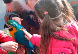 La falconiera Sabina Camarda spiega l’educazione ambientale ai bambini della scuola primaria di Cervo