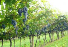 Agricoltura, anche in Lombardia non si trovano lavoratori: preferiscono il sussidio