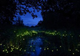 Al Parco Wwf di Vanzago torna la Lusiroeula, la passeggiata notturna per ammirare lo splendore delle lucciole