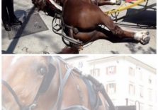 Agosto, cavallo mio non ti conosco… per il piacere dei turisti